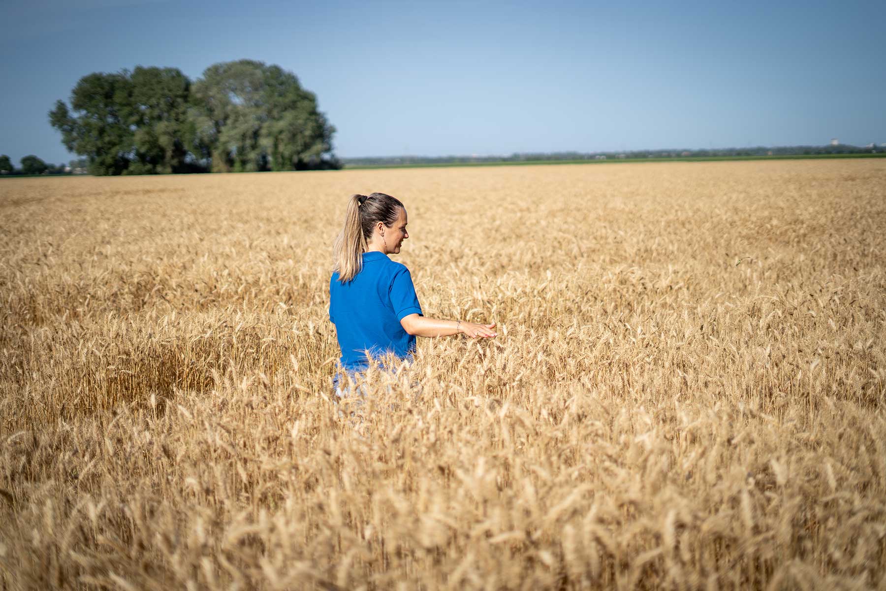 atc rep female wheat walking june2024