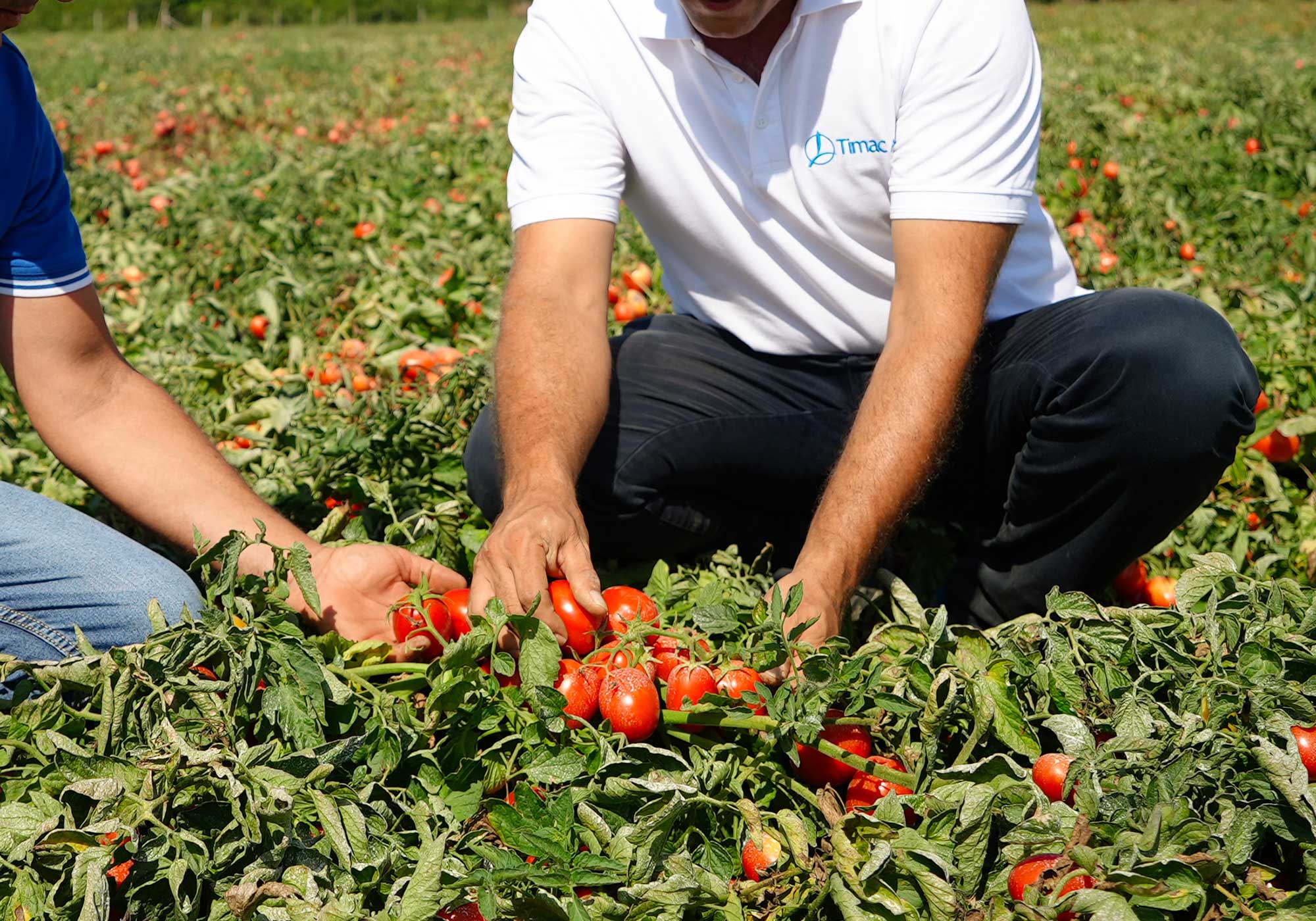 timacagro atc tomato field